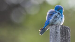 青い鳥