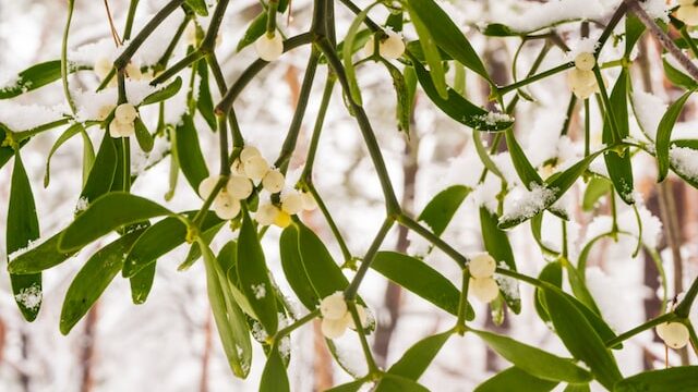 Mistletoe