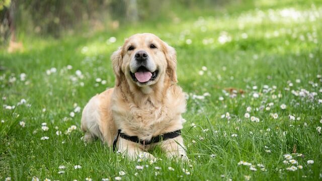 犬